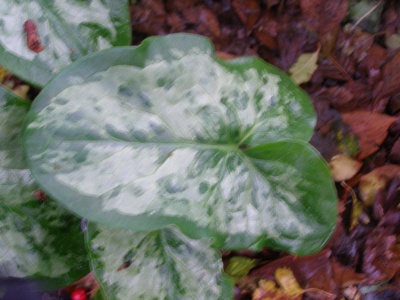 Arum 'Chamaeleon'